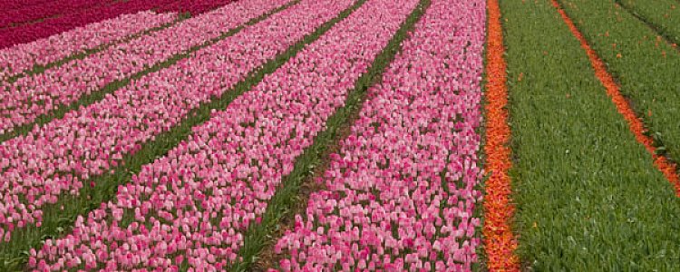 Когда в Амстердаме цветут тюльпаны? 